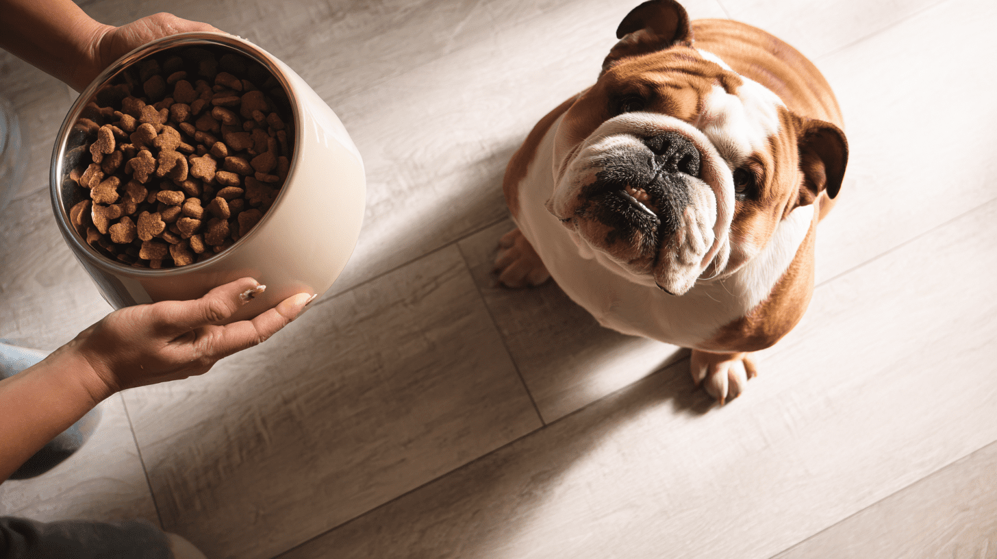 Buldog angielski czekający na miskę z karmą Royal Canin w jasnej domowej kuchni